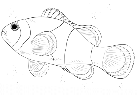 Clown Fish Coloring Page